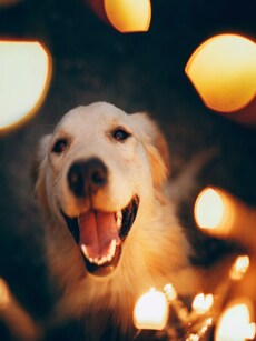 How to keep your pets safe during Diwali