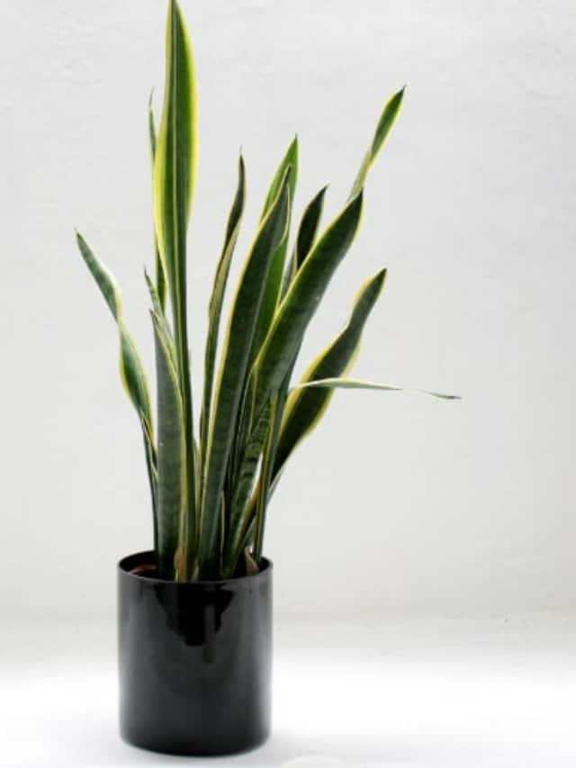 7 Plants That Symbolise Success