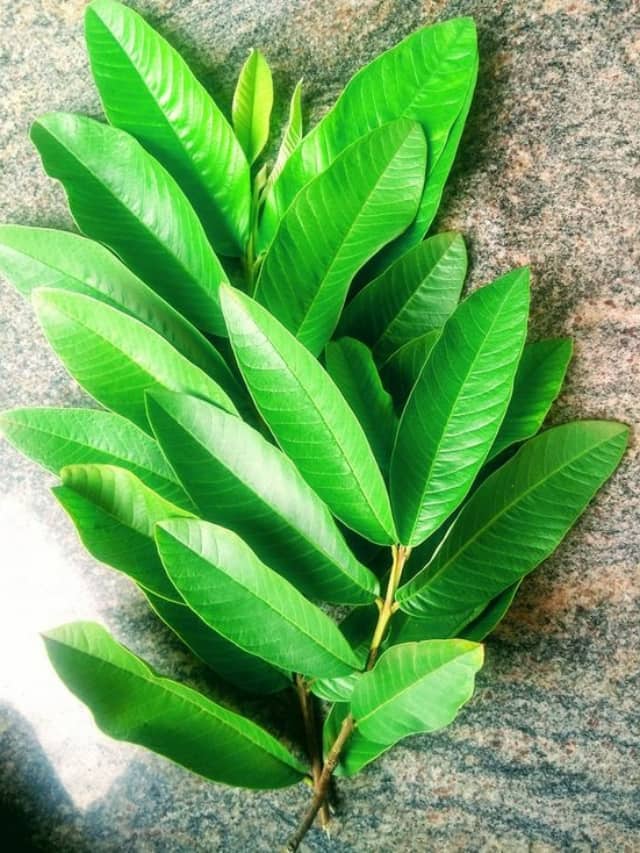 ગુણોની ખાણ છે જામફળના પાન, ચોંકાવનારા છે ફાયદા