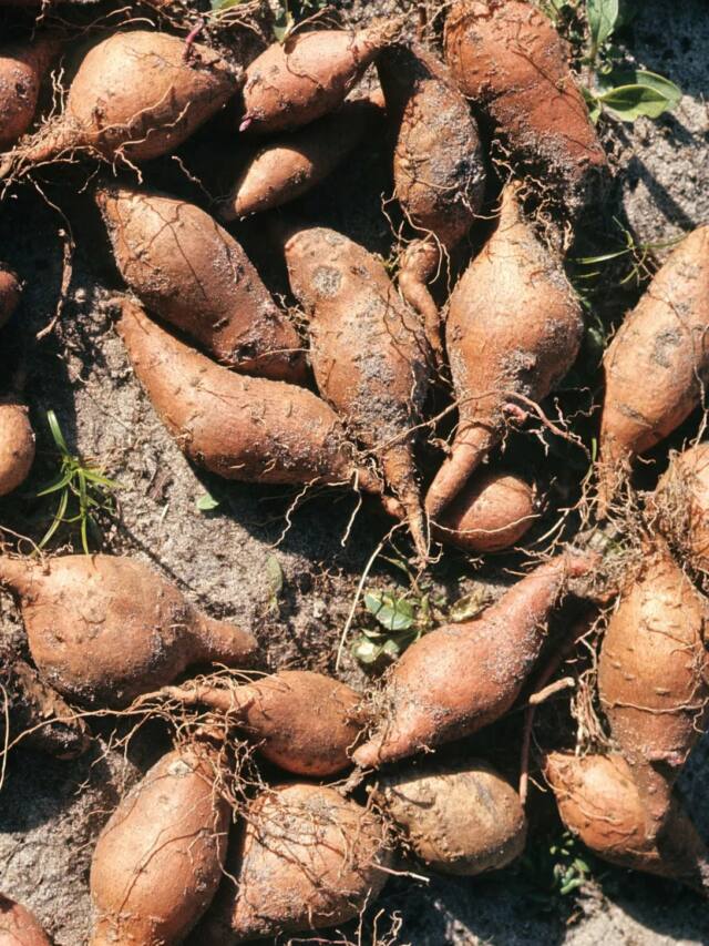 Health benefits of sweet potatoes