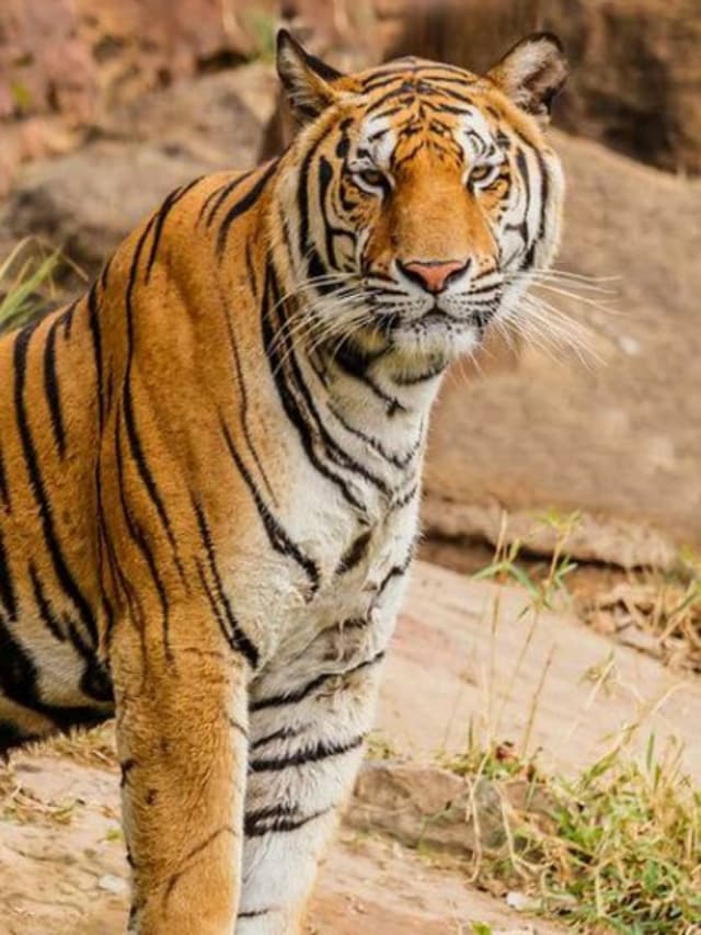 5-national-parks-for-tiger-sighting