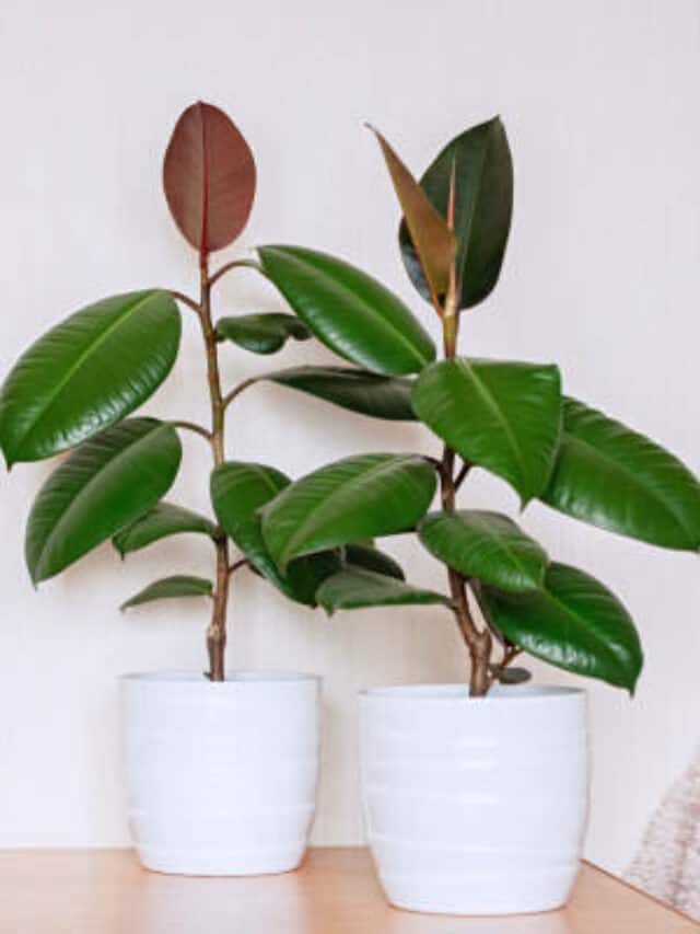 10 Plants That Need Protection From Air Pollution