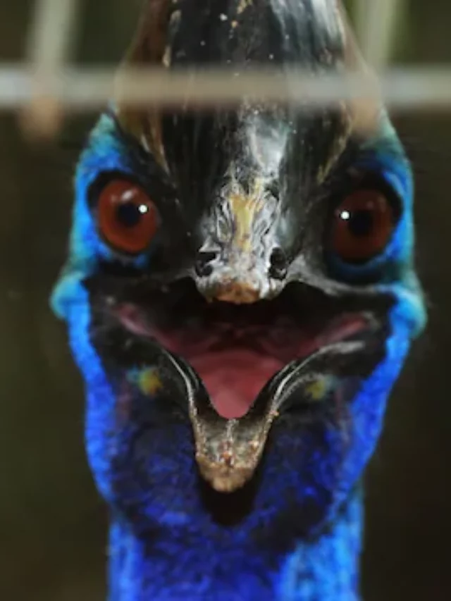 આ છે ‘દુનિયાનું સૌથી ખતરનાક પક્ષી’, માણસોને પણ ફાડી ખાય છે!