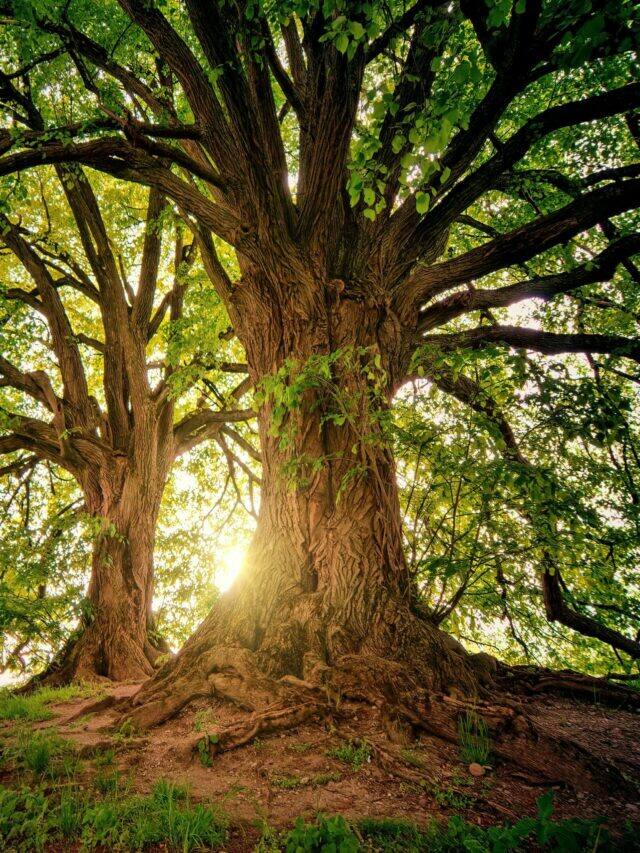 5 Trees To Grow Indoor
