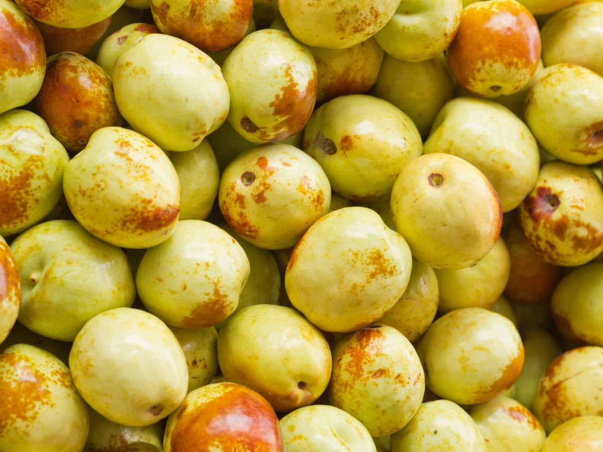 jujube fruit (3)