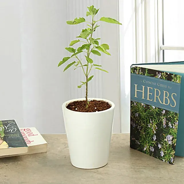 5 Indoor Plants That Produce Oxygen Even at Night