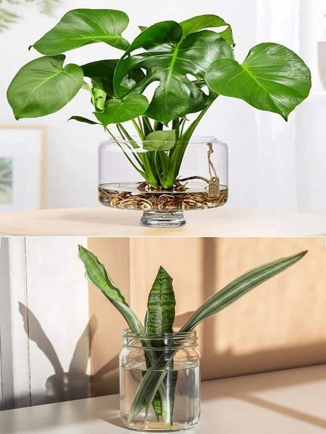 હવે ઘરે જ કરો સોઈલ ફ્રી ગાર્ડનિંગ, પાણીમાં લગાવો 5 છોડ