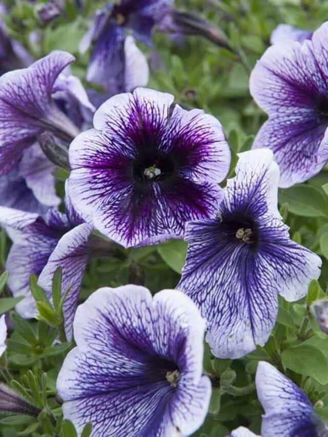 10 Tips for Growing Petunias From Seeds