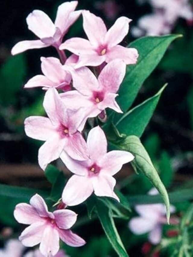 5 Types of Jasmine Flowers for Your Balcony Garden