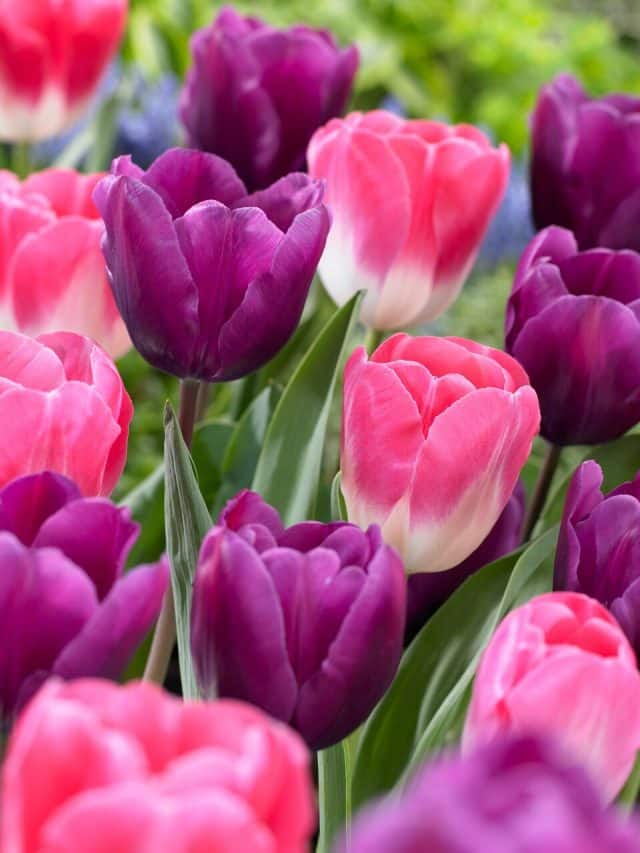 Top 5 Tulip Gardens in India