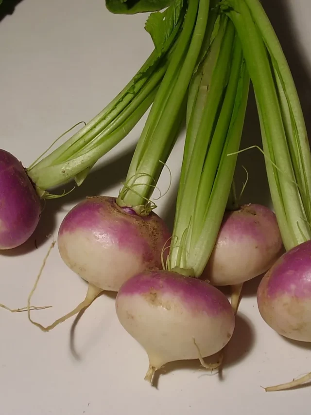 આ 5 કંદમૂળ શાકભાજી જરૂર ખાઓ, શિયાળામાં છે જડ્ડીબુટીઓ સમાન