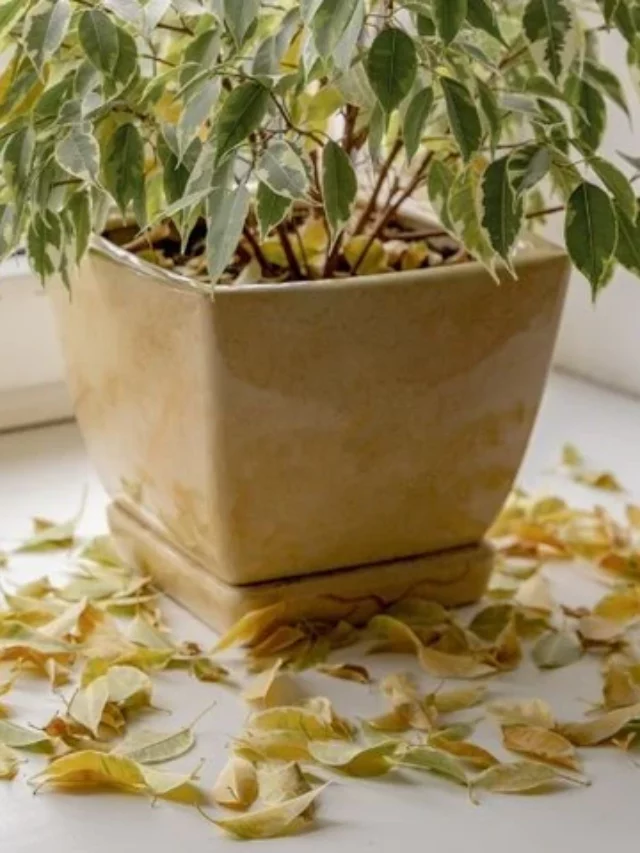 10 Ways to Prevent Plants from Dying in Winter