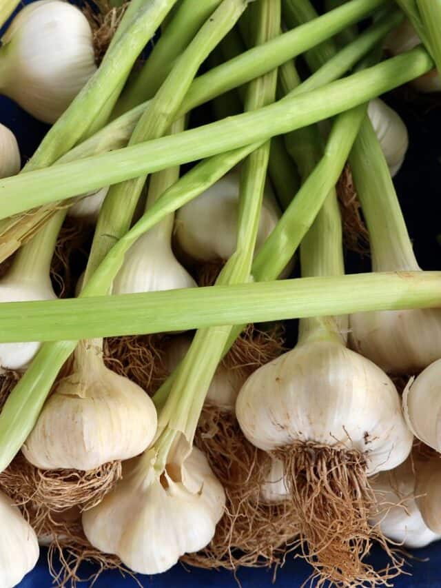 10 Plants To Grow In January