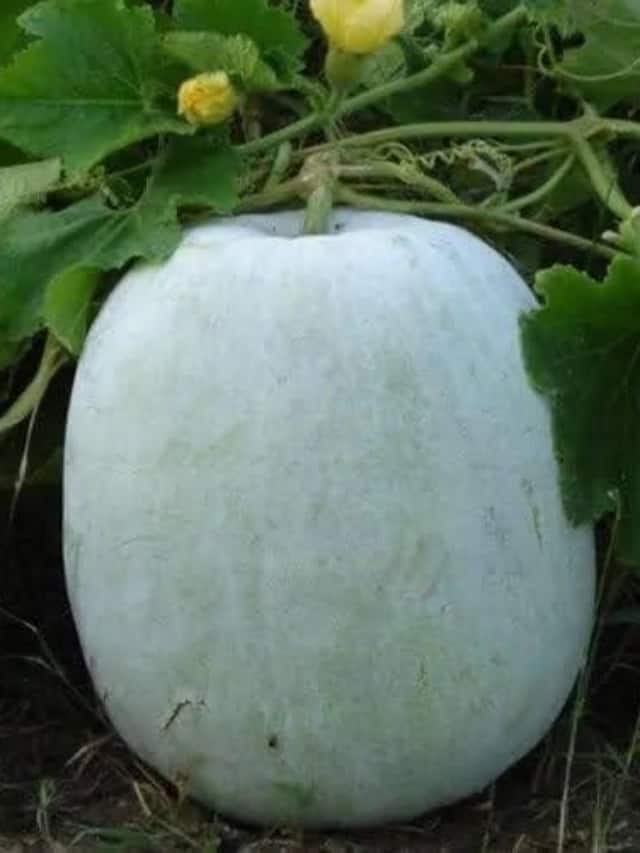 5 Surprising Benefits of Winter Melons