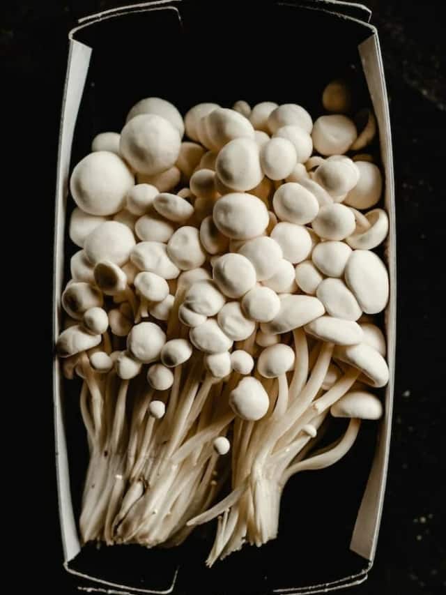 Mushrooms for Mental Health Boosting Brainpower Naturally