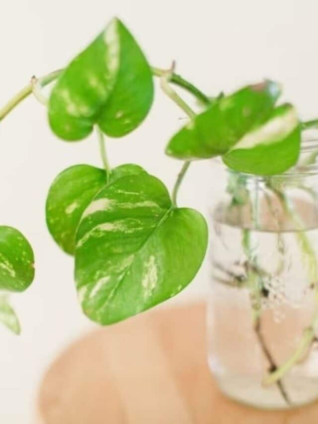 5 Plants To Attract Prosperity In 2024