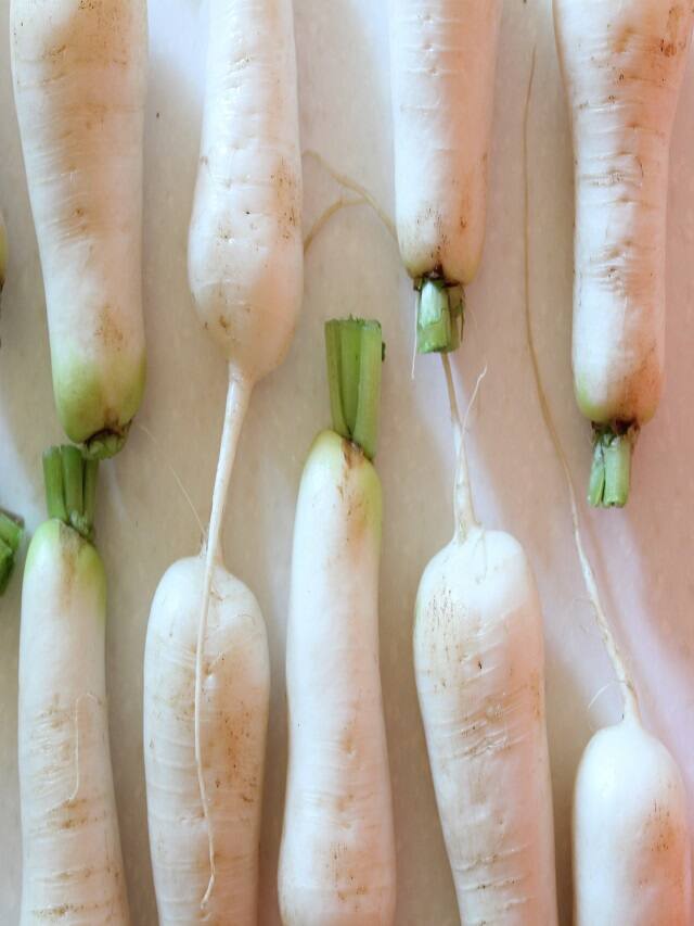 આ સ્વાસ્થ્ય સમસ્યા હોય તો શિયાળામાં મૂળા ન ખાતા