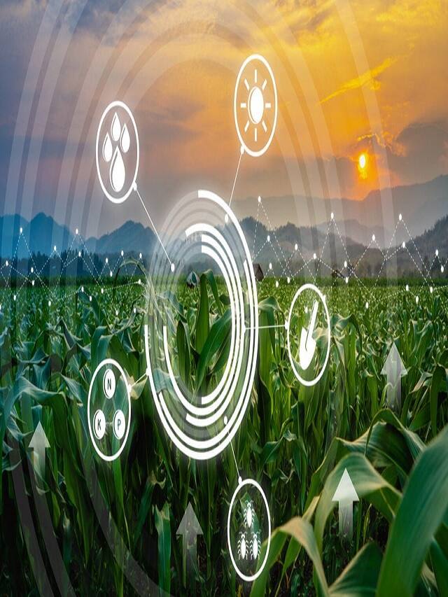 ઉત્તર પ્રદેશમાં AIના ઉપયોગથી થશે શેરડીની ખેતી