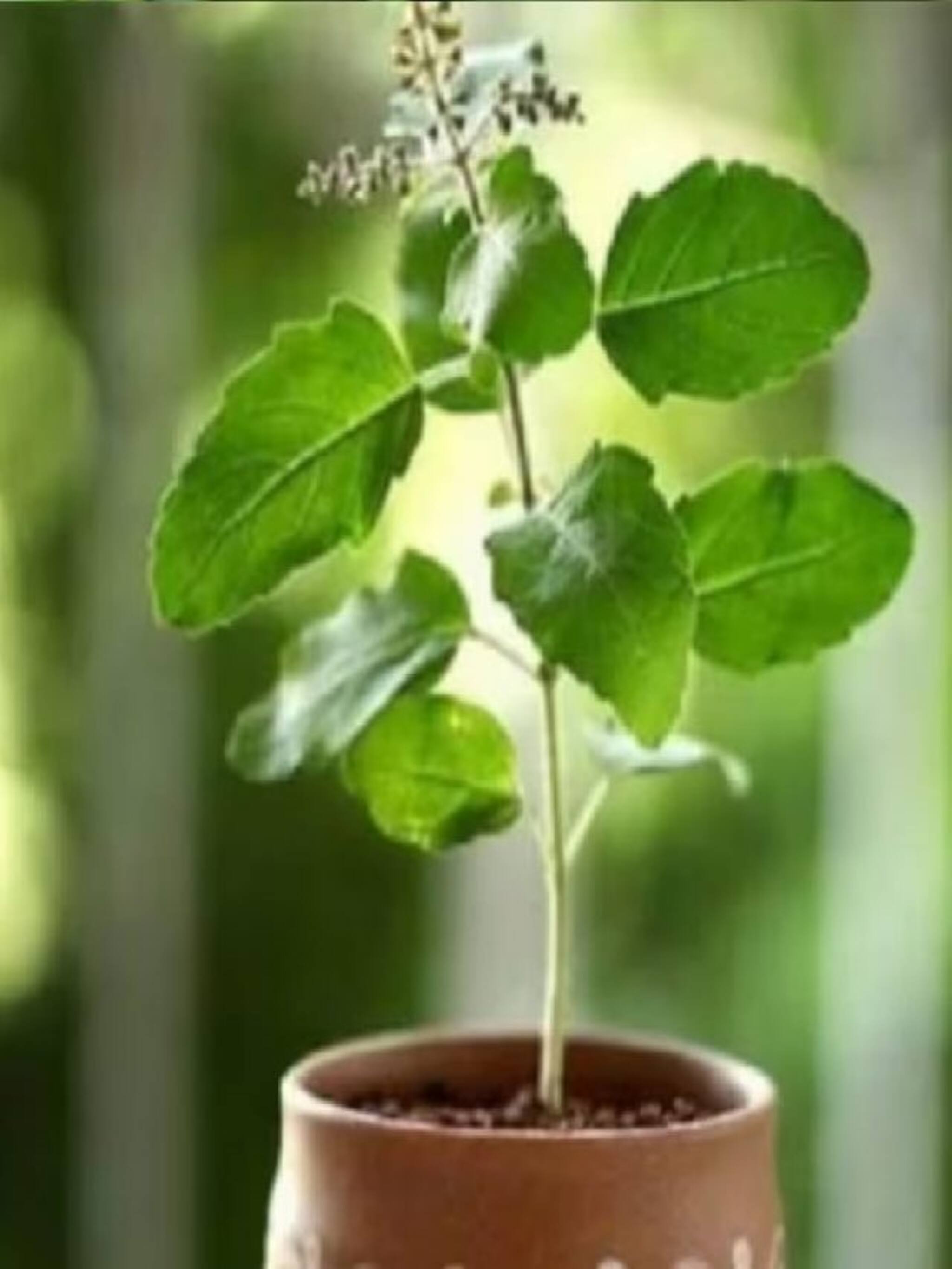 घराच्या तुळशीची अशी घ्या काळजी, कधीच कोमेजणार नाही!