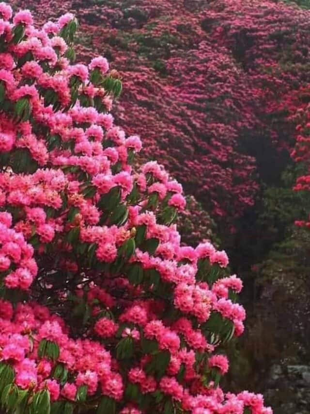 7 Flower Plants That Look Good Throughout The Year