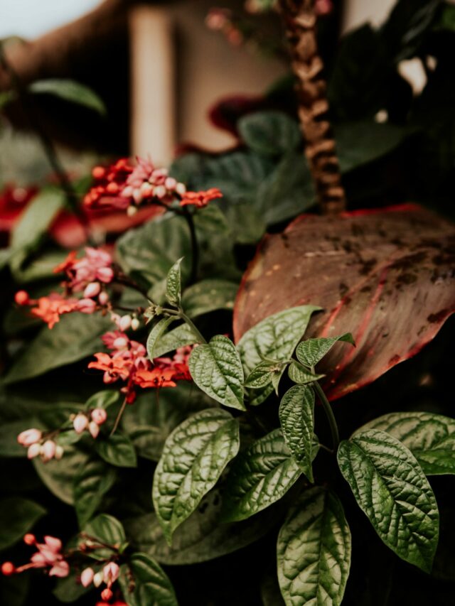 7 Colorful Flowering Shrubs To Grow