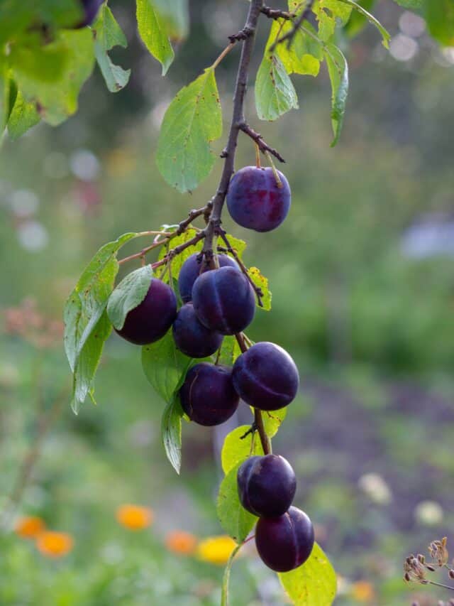 5 Benefits Of Including Prunes In Your Diet