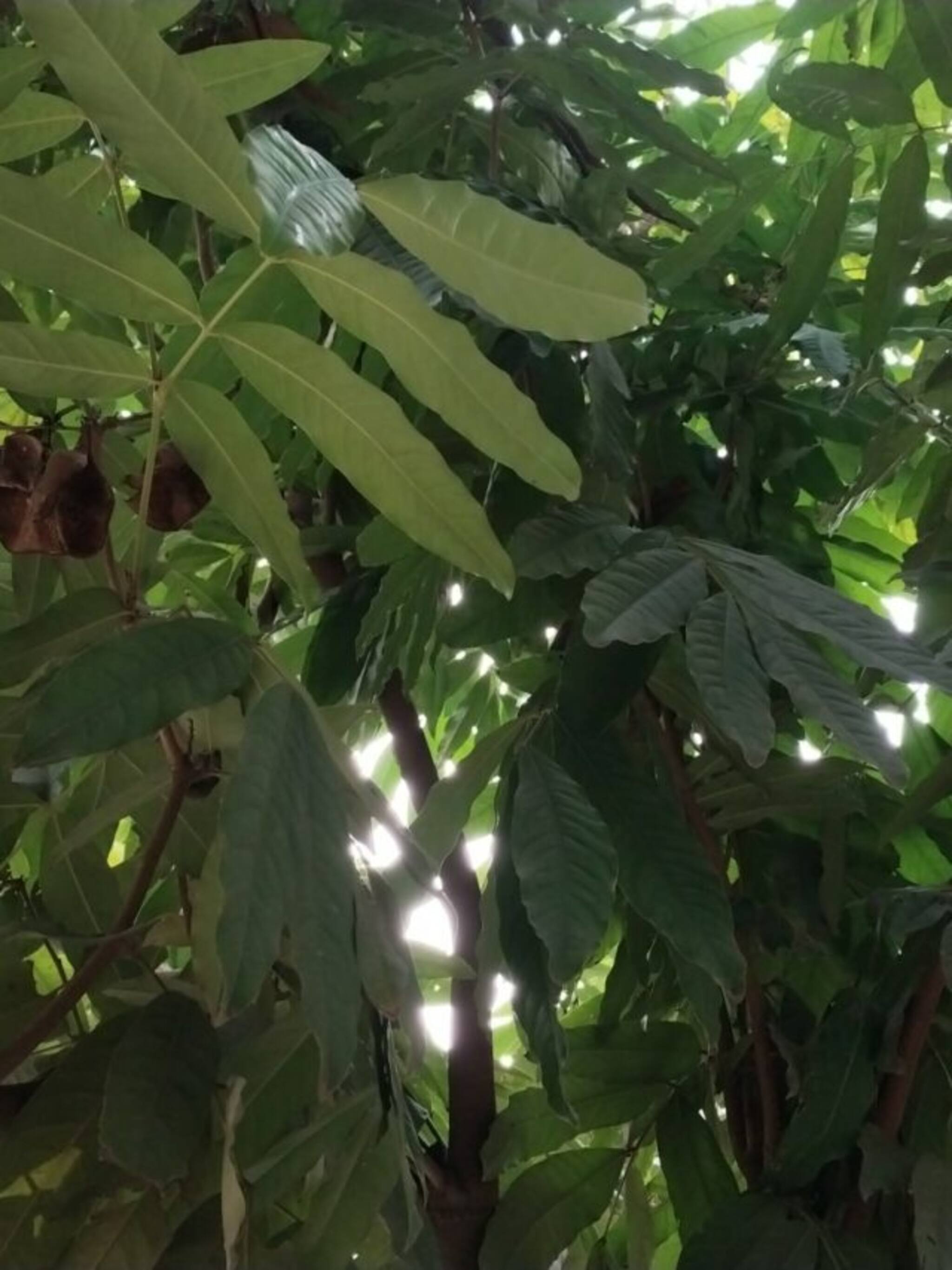 युरिनरी इन्फेक्शनपासून त्वरित आराम देते या झाडाची साल!