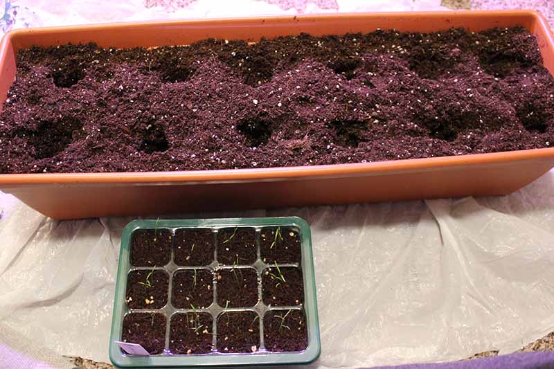 7 Easy Steps To Grow Saffron At Home