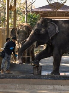 Anant Ambani&rsquo;s Vantara pledges support to wildlife preservation