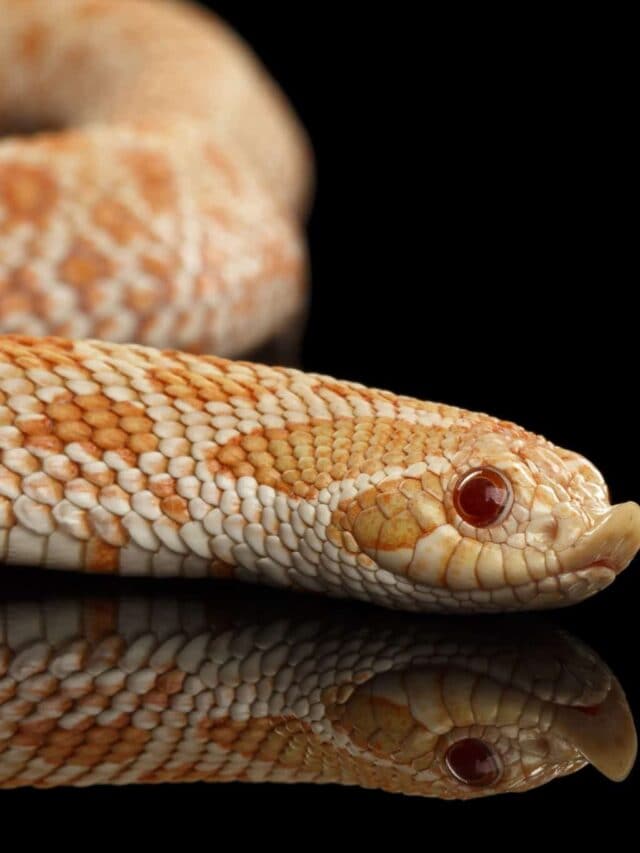 9 Strong Smells That Keep Snakes Away