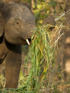 Vantara: First-Of-Its-Kind Animal Rescue Facility