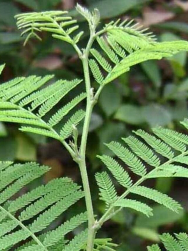 vastu-tips-to-keep-shami-plant-outside-home
