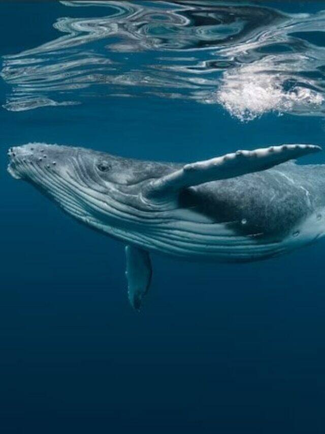 Wavwal Fish व्हेल मछलियां क्यों होती हैं इतनी विशाल!