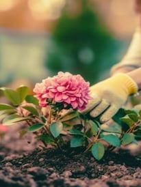 বিনা খরচে ঠিক ‘এইভাবে’ করুন বাড়ির বাগানের পরিচর্যা