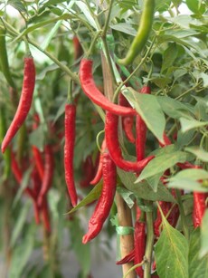 5 harmful effects of eating spicy food