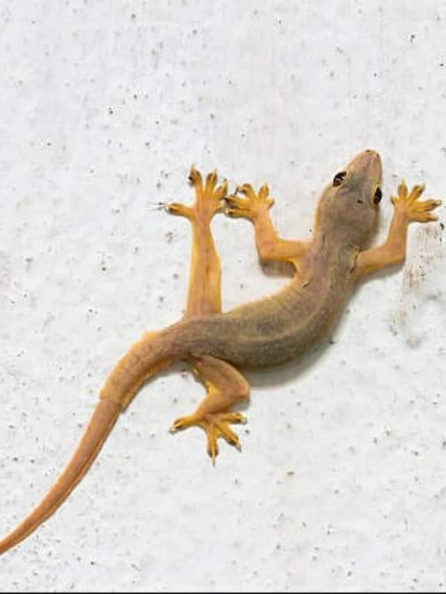 Keep lizards away from your house with these 10 plants