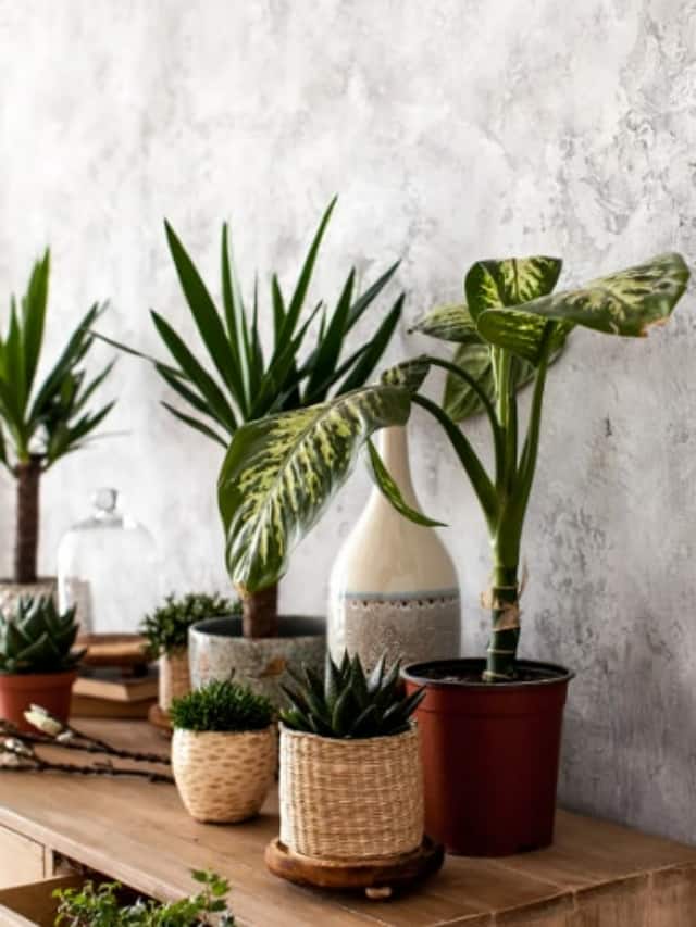 Keeping Calm 10 plants that help relieve stress at home and office