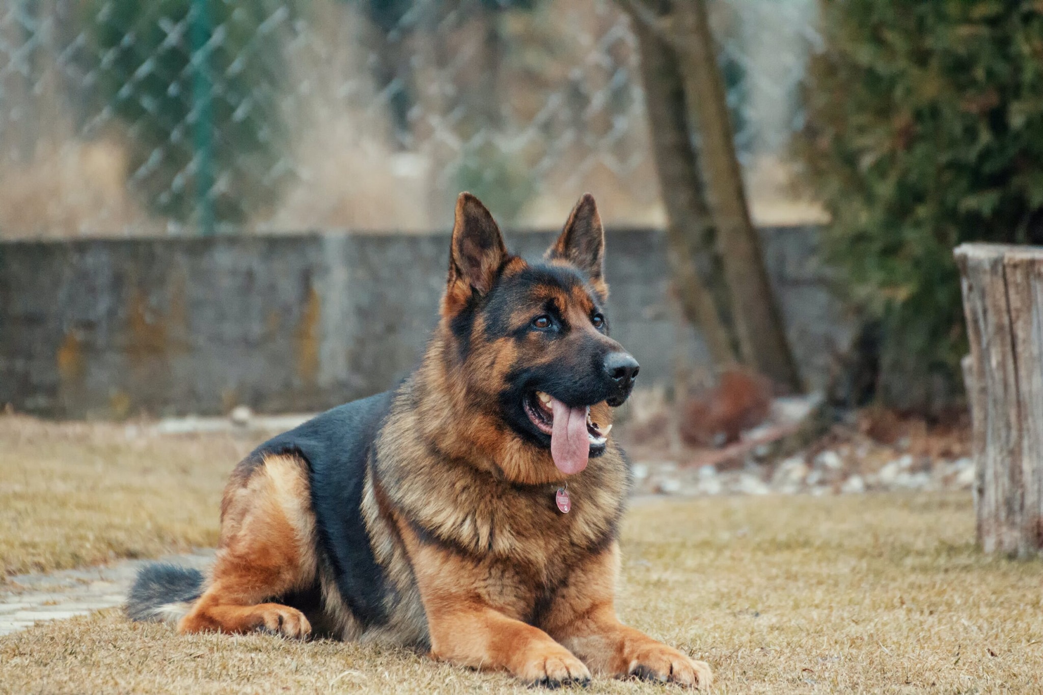 Intelligence of german store shepherd