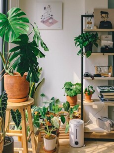 Best indoor plants to purify air in your living room