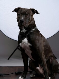 Dangerous dog breeds that could be banned in India