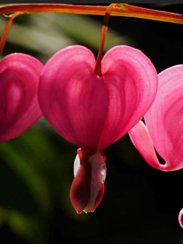 10 flowers that symbolise sadness