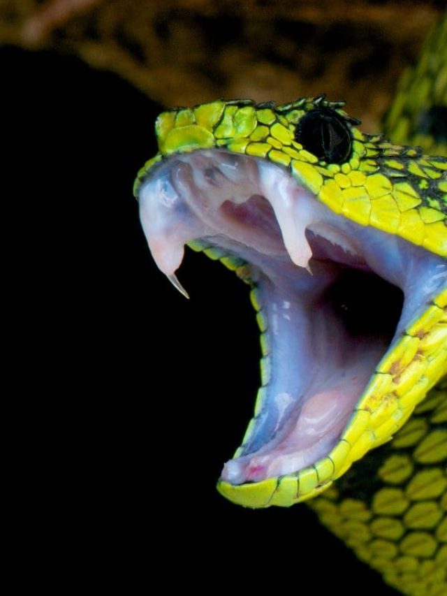 9 strong smells that keep snakes away