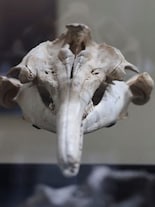 Fossil of 16-million-year-old river dolphin found in Peru has an India connection