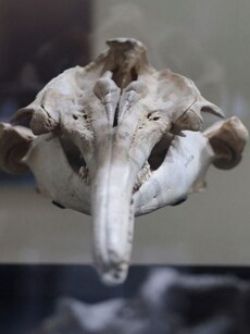 Fossil of 16-million-year-old river dolphin found in Peru has an India connection