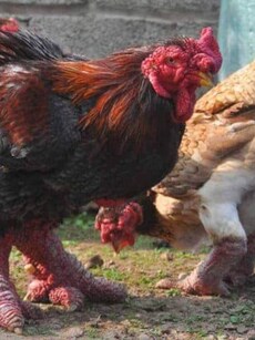 Bird Flu outbreak reported in Kerala