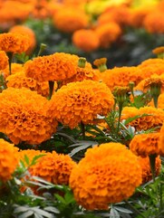 Marigold Benefits: یہ پھول  خارش  کو دور کرتا ہے