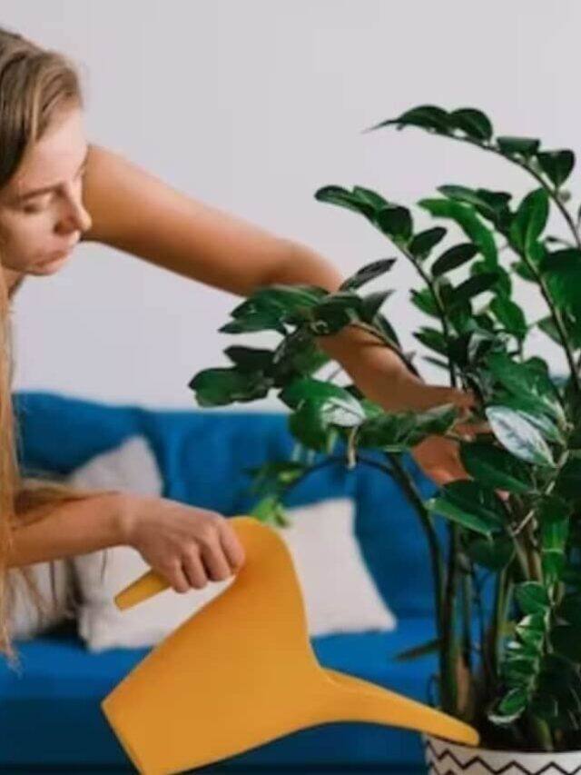 5 Ways To Keep Your Plants Green And Hydrated This Summer