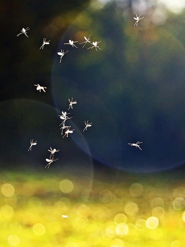 જોવામાં એકદમ નાનો પણ સાવજથી પણ ખતરનાક છે આ જીવ!