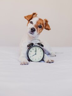 5 ways to create a stylish and safe space for your pups