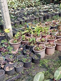 গরমে কীভাবে বাগানের পরিচর্যা করবেন!